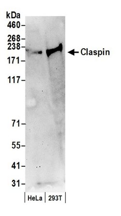 Claspin Rabbit anti-Human, Polyclonal, Bethyl Laboratories 100 &mu;L; Unconjugated:Antibodies,