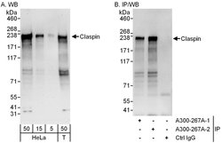 Claspin Rabbit anti-Human, Polyclonal, Bethyl Laboratories 100 &mu;L; Unconjugated:Antibodies,
