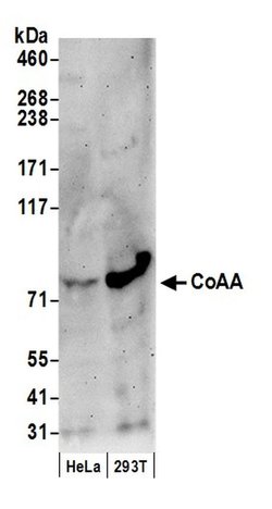CoAA Rabbit anti-Human, Polyclonal, Bethyl Laboratories 100 &mu;L; Unconjugated:Antibodies,