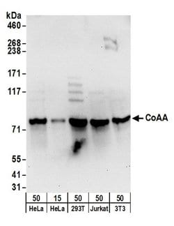 CoAA Rabbit anti-Human, Polyclonal, Bethyl Laboratories 100 &mu;L; Unconjugated:Antibodies,