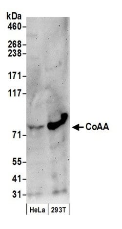 CoAA Polyclonal Antibody, Bethyl Laboratories 20 &mu;L; Unconjugated:Antibodies,