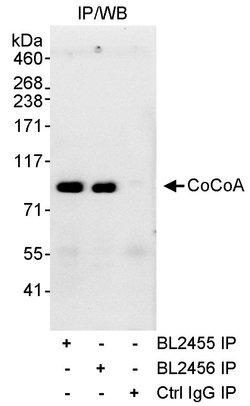 CoCoA Rabbit anti-Human, Polyclonal, Bethyl Laboratories 10 &mu;L; Unconjugated:Antibodies,