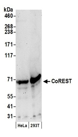 CoREST Rabbit anti-Human, Polyclonal, Bethyl Laboratories 100 &mu;L; Unconjugated:Antibodies,