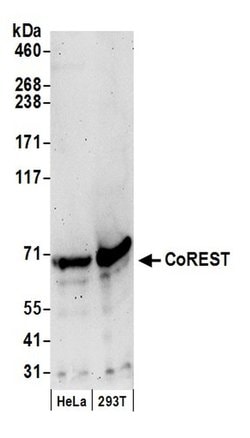 CoREST Polyclonal Antibody, Bethyl Laboratories:Antibodies:Primary Antibodies