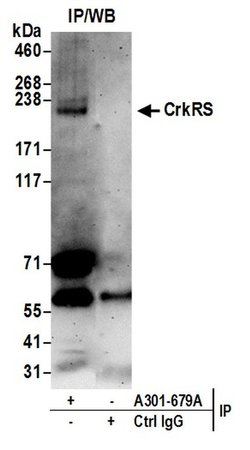 CrkRS Rabbit anti-Human, Polyclonal, Bethyl Laboratories 100 &mu;L; Unconjugated:Antibodies,