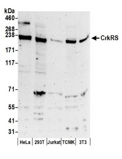 CrkRS Rabbit anti-Human, Polyclonal, Bethyl Laboratories 100 &mu;L; Unconjugated:Antibodies,
