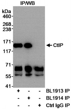 CtIP Rabbit anti-Human, Polyclonal, Bethyl Laboratories 100 &mu;l; Unlabeled:Antibodies,