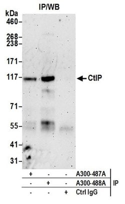 CtIP Rabbit anti-Human, Mouse, Polyclonal, Bethyl Laboratories 100 &mu;L;