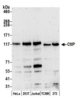 CtIP Rabbit anti-Human, Mouse, Polyclonal, Bethyl Laboratories 100 &mu;L;