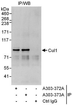Cul1 Rabbit anti-Human, Polyclonal, Bethyl Laboratories 10 &mu;L; Unconjugated:Antibodies,