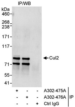 Cul2 Rabbit anti-Human, Polyclonal, Bethyl Laboratories 10 &mu;L; Unconjugated:Antibodies,