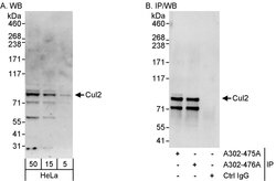 Cul2 Rabbit anti-Human, Polyclonal, Bethyl Laboratories 100 &mu;L; Unconjugated:Antibodies,