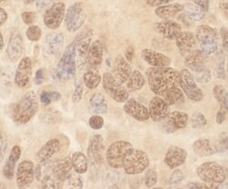 Cul2 Polyclonal Antibody, Bethyl Laboratories 100 &mu;l; Unlabeled:Antibodies,