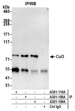 Cul3 Rabbit anti-Human, Mouse, Polyclonal, Bethyl Laboratories 100 &mu;l;