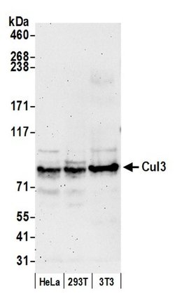 Cul3 Rabbit anti-Human, Mouse, Polyclonal, Bethyl Laboratories 100 &mu;l;