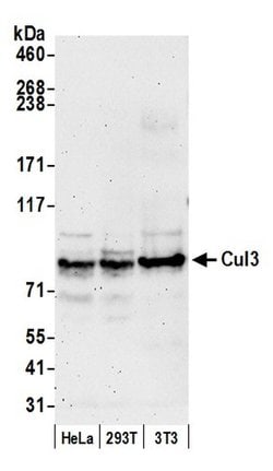 Cul3 Polyclonal Antibody, Bethyl Laboratories 20 &mu;L; Unconjugated:Antibodies,