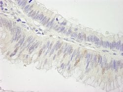 Cul3 Polyclonal Antibody, Bethyl Laboratories 100 &mu;L; Unconjugated:Antibodies,