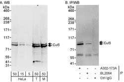 Cul5 Rabbit anti-Human, Mouse, Polyclonal, Bethyl Laboratories 100 &mu;L;