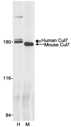 Cul7 Rabbit anti-Human, Mouse, Polyclonal, Bethyl Laboratories 100 &mu;L;
