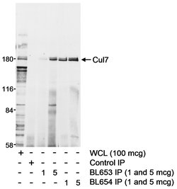 Cul7 Rabbit anti-Human, Polyclonal, Bethyl Laboratories 10 &mu;L; Unconjugated:Antibodies,