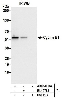 Cyclin B1/CCNB1 Rabbit anti-Human, Polyclonal, Bethyl Laboratories 100