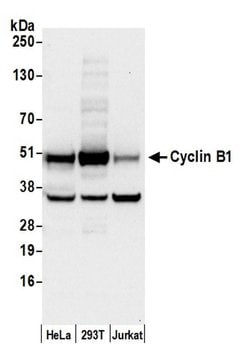 Cyclin B1/CCNB1 Rabbit anti-Human, Polyclonal, Bethyl Laboratories 100
