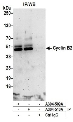 Cyclin B2 Rabbit anti-Human, Mouse, Polyclonal, Bethyl Laboratories 10