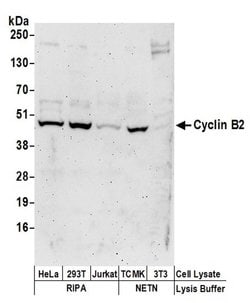Cyclin B2 Rabbit anti-Human, Mouse, Polyclonal, Bethyl Laboratories 10