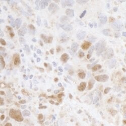 Cyclin C Rabbit anti-Human, Polyclonal, Bethyl Laboratories 100 &mu;l;