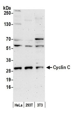 Cyclin C Rabbit anti-Human, Polyclonal, Bethyl Laboratories 100 &mu;l;