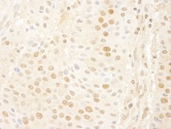 Cyclin C Polyclonal Antibody, Bethyl Laboratories 10 &mu;L | Buy Online | Bethyl Laboratories, Inc | Fisher Scientific