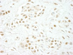 Cyclin C Polyclonal Antibody, Bethyl Laboratories 10 &mu;L | Buy Online | Bethyl Laboratories, Inc | Fisher Scientific