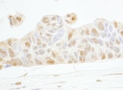 Cyclin E1 Rabbit anti-Human, Polyclonal, Bethyl Laboratories 100 &mu;L;