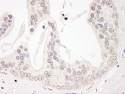 Cyclin L1 Rabbit anti-Human, Polyclonal, Bethyl Laboratories 100 &mu;L;