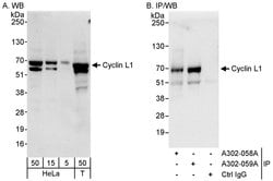 Cyclin L1 Rabbit anti-Human, Polyclonal, Bethyl Laboratories 100 &mu;L;