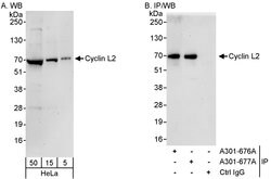 Cyclin L2 Rabbit anti-Human, Polyclonal, Bethyl Laboratories 100 &mu;L;