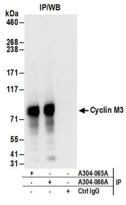 Cyclin M3 Rabbit anti-Human, Polyclonal, Bethyl Laboratories 100 &mu;L;