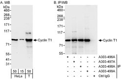 Cyclin T1 Rabbit anti-Human, Polyclonal, Bethyl Laboratories 100 &mu;L;