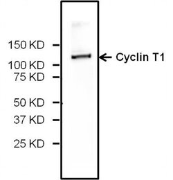 Invitrogen Cyclin T1 Polyclonal Antibody 100 μg; Unconjugated:Antibodies,