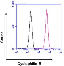 Invitrogen Cyclophilin B Polyclonal Antibody 100 &mu;g; Unconjugated:Antibodies,