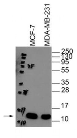 Invitrogen Cytochrome C Monoclonal Antibody (37BA11) 100 &mu;L; Unconjugated:Antibodies,
