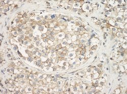 Cytoskeletal Actin Rabbit anti-Human, Mouse, Polyclonal, Bethyl Laboratories