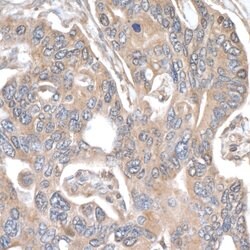 Cytoskeletal Actin Rabbit anti-Human, Mouse, Polyclonal, Bethyl Laboratories