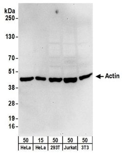 Cytoskeletal Actin Rabbit anti-Human, Mouse, Polyclonal, Bethyl Laboratories