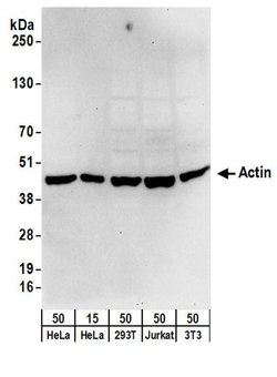 Cytoskeletal Actin Polyclonal Antibody, Bethyl Laboratories:Antibodies:Primary