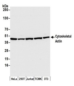 Cytoskeletal Actin Rabbit anti-Human, Mouse, Polyclonal, Bethyl Laboratories