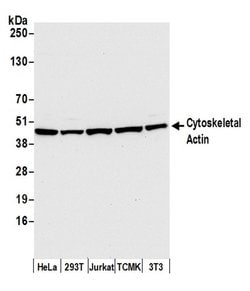 Cytoskeletal Actin Polyclonal Antibody, Bethyl Laboratories:Antibodies:Primary