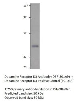 Dopamine Receptor D3 Rabbit anti-Human, Mouse, Rat, Polyclonal, FabGennix