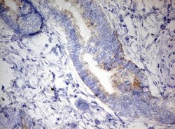 DAP3 Mouse anti-Human, Clone: OTI1A12, lyophilized, TrueMAB 100 &mu;g;