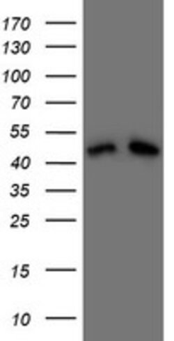 DAP3 Mouse anti-Human, Clone: OTI1A12, lyophilized, TrueMAB 100 &mu;g;